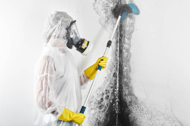 Best Mold Damage Restoration  in Waverly, NY