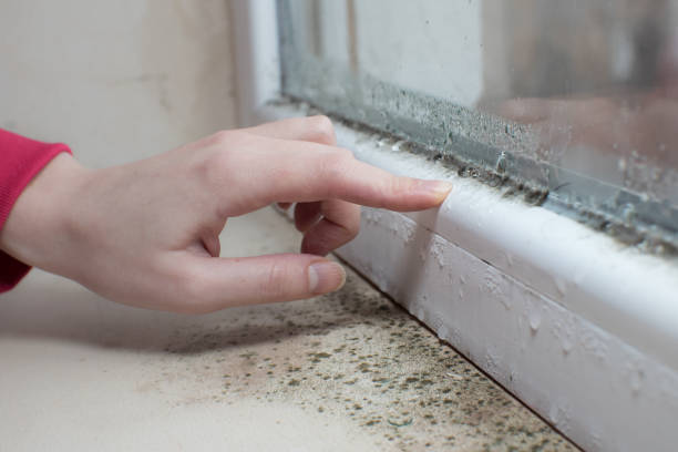 Best Mold Odor Removal Services  in Waverly, NY